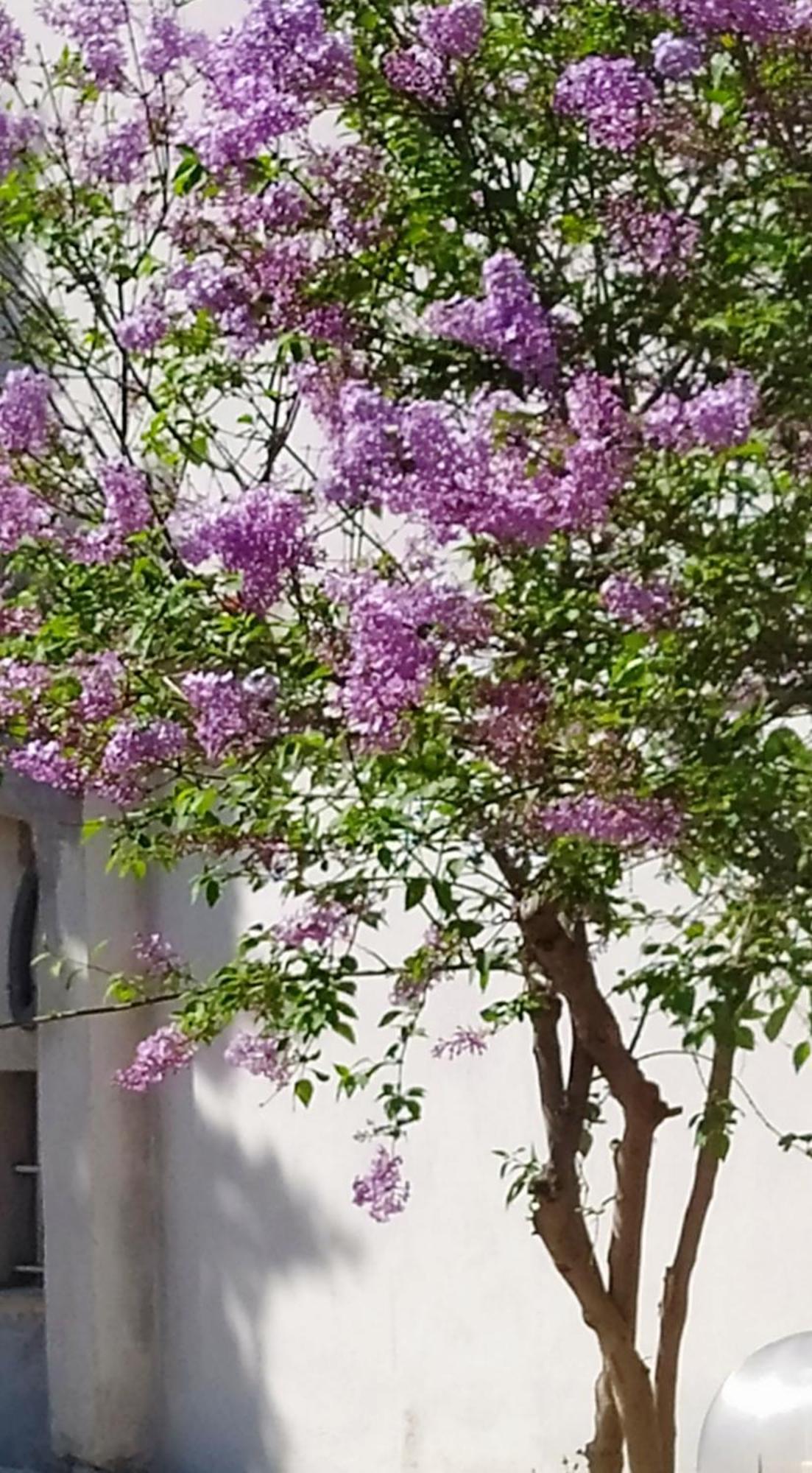 View Διαμερισμα Villa Loukissia Exteriör bild